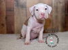 adoptable Dog in  named Litter of 6: Madden