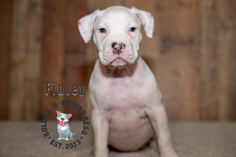 adoptable Dog in Omaha, NE named Litter of 6: Finley