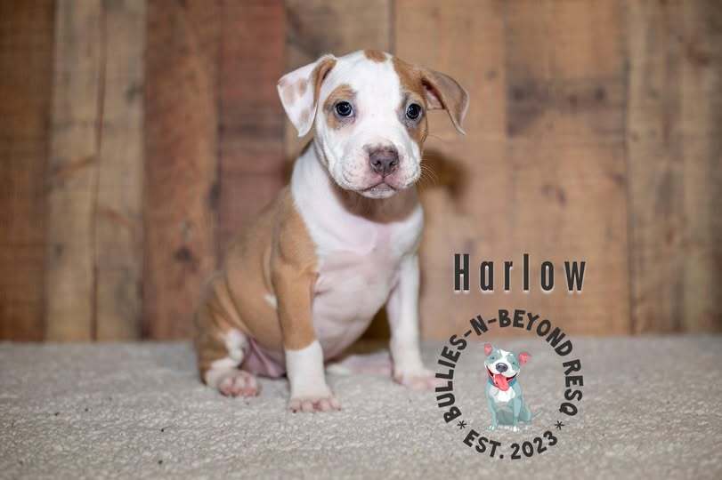 adoptable Dog in Omaha, NE named Litter of 6: Harlow