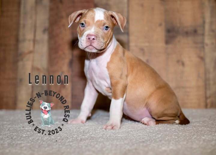 adoptable Dog in Omaha, NE named Litter of 6: Lennon