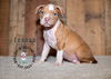 adoptable Dog in  named Litter of 6: Lennon