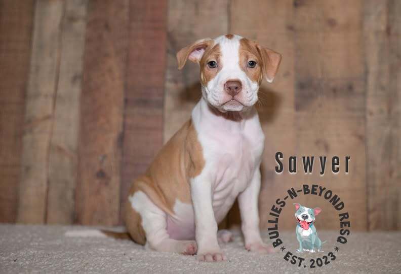 adoptable Dog in Omaha, NE named Litter of 6: Sawyer
