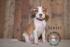 adoptable Dog in  named Litter of 6: Sawyer