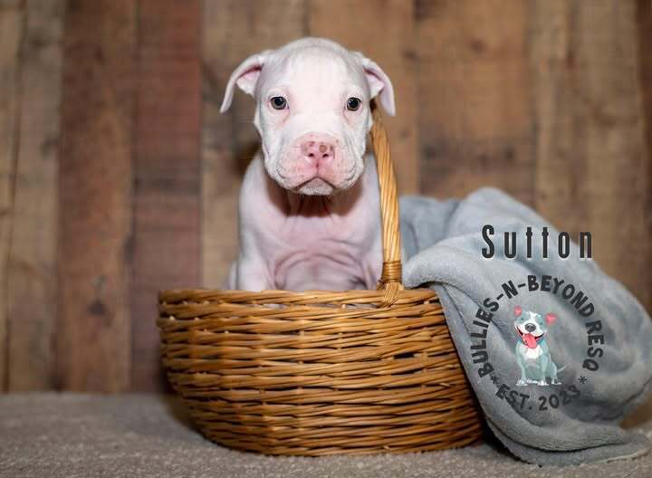 adoptable Dog in Omaha, NE named Litter of 6: Sutton