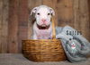 adoptable Dog in  named Litter of 6: Sutton