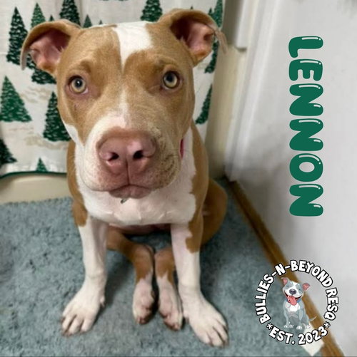 Litter of 6: Lennon, an adoptable Pit Bull Terrier in Omaha, NE