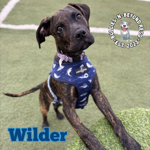 picture of the dog needing adoption