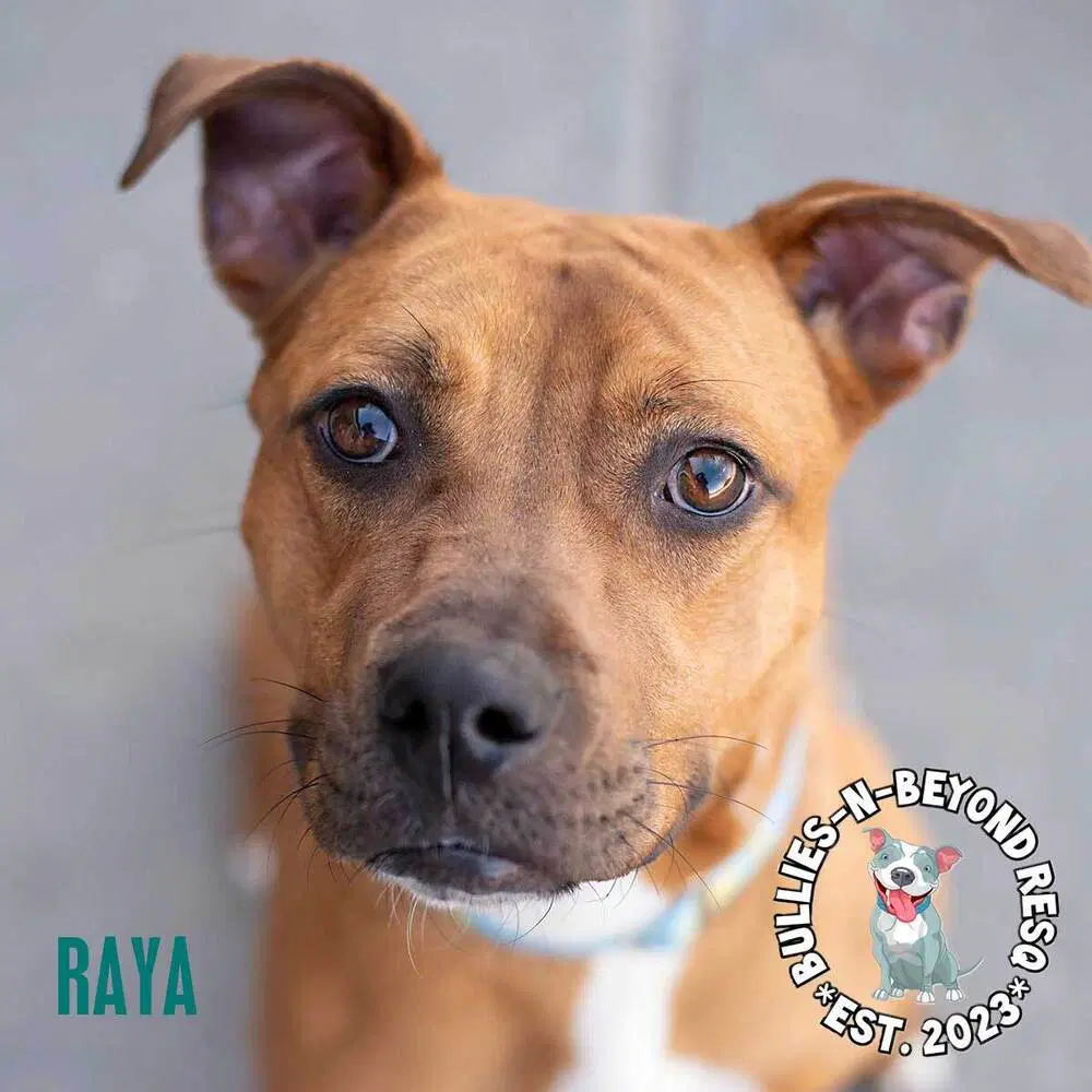Raya image 4