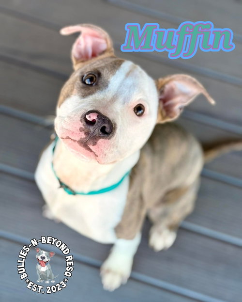 picture of the dog needing adoption