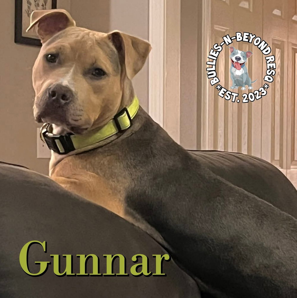 Gunnar Image