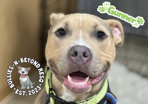 Gunnar, an adoptable American Pit Bull Terrier in Omaha, NE