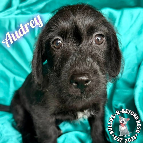 Hollywood Litter: Audrey, an adoptable Terrier in Omaha, NE