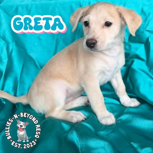 Hollywood Litter: Greta, an adoptable Terrier in Omaha, NE