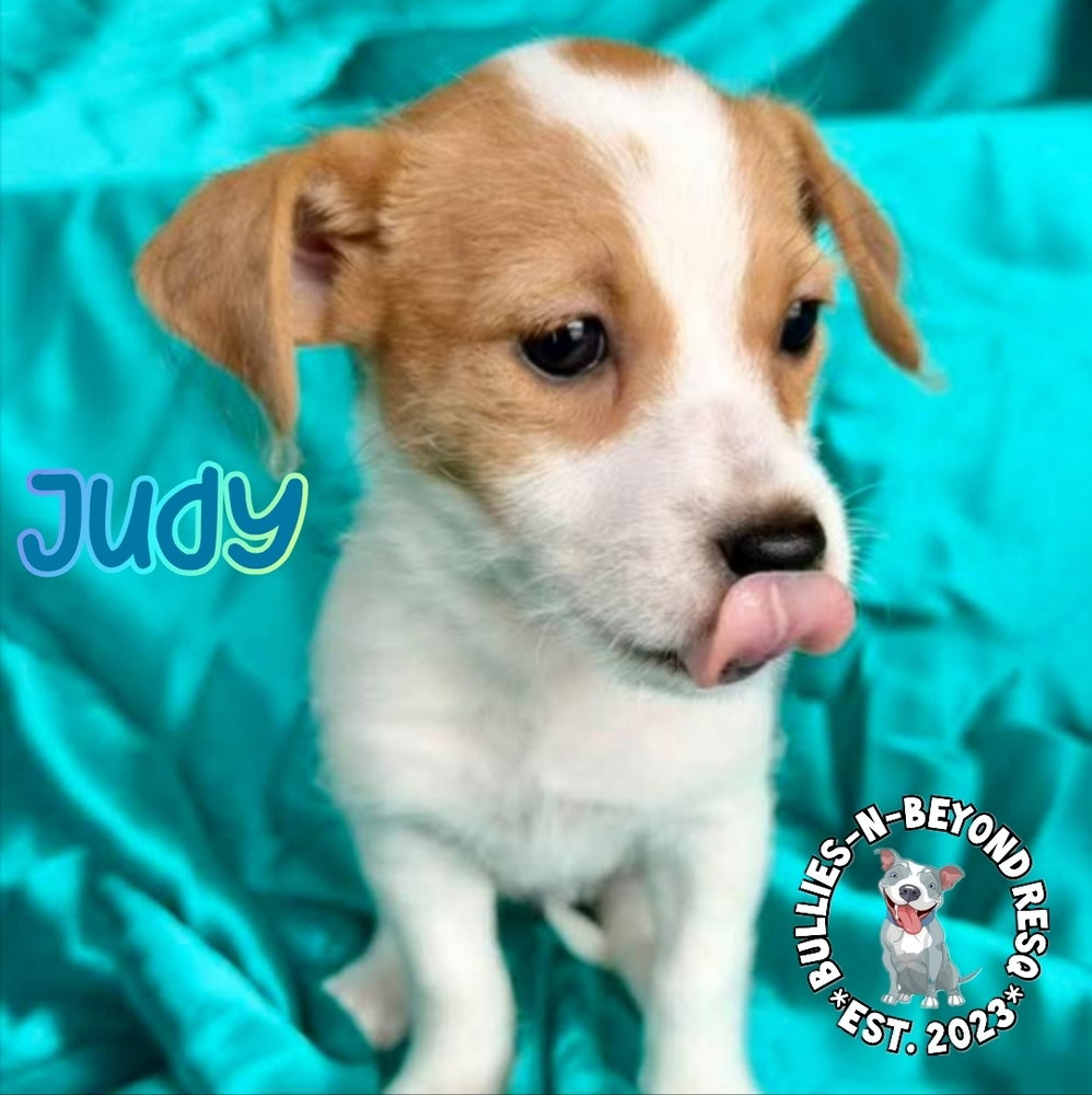 Hollywood Litter: Judy Image