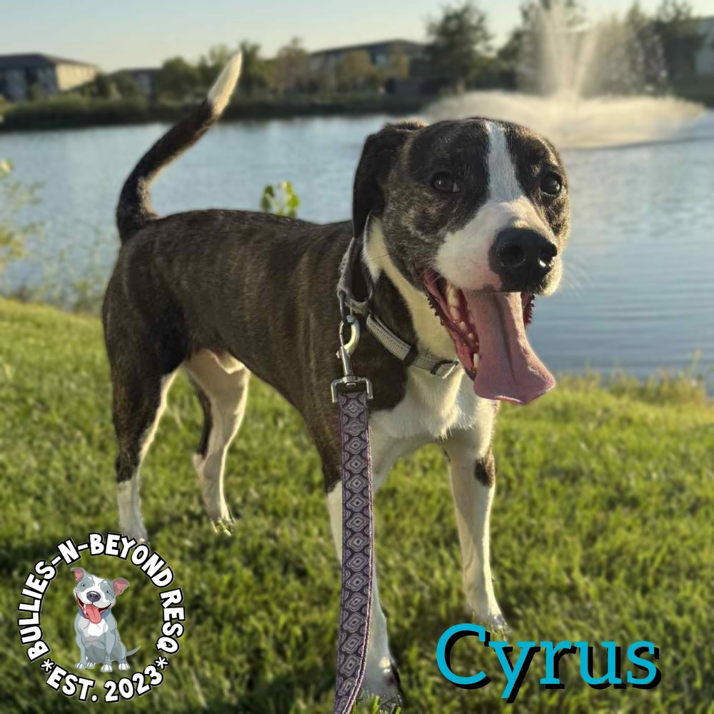 Cyrus Image
