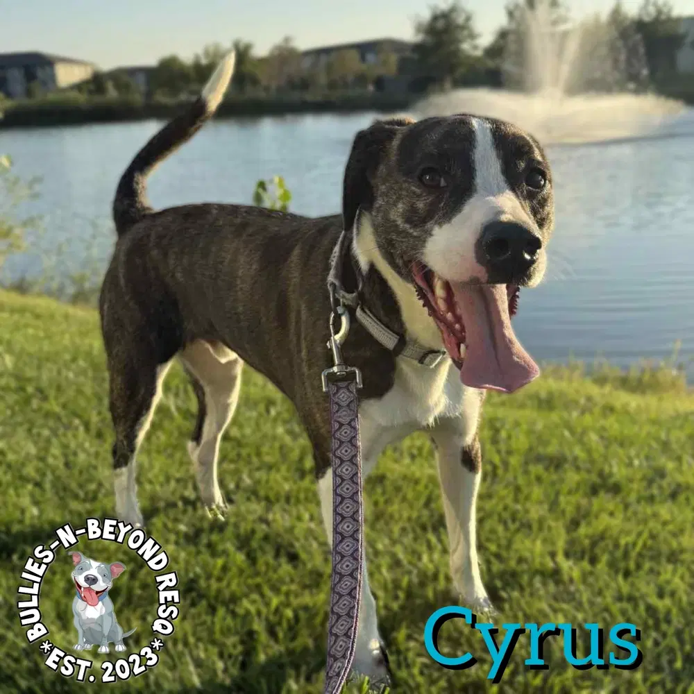 Cyrus - American Staffordshire Terrier