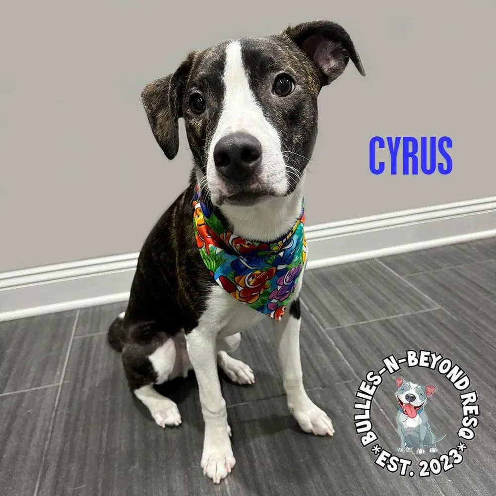 Cyrus image 2