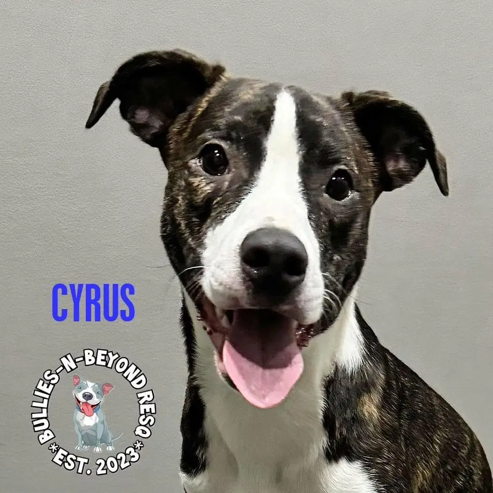 Cyrus image 3