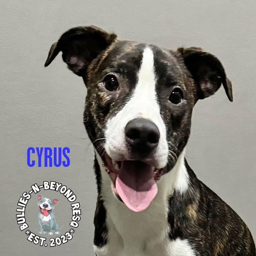 Photo 3 of Cyrus