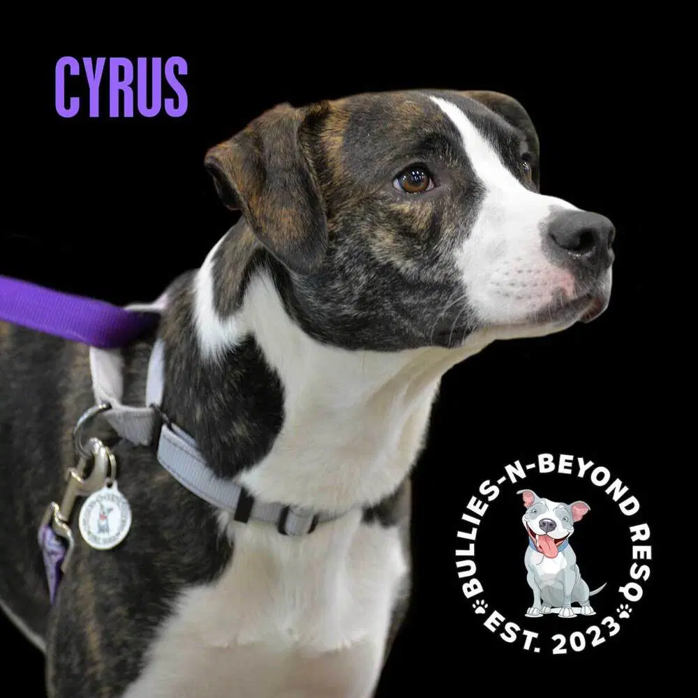 Cyrus image 4