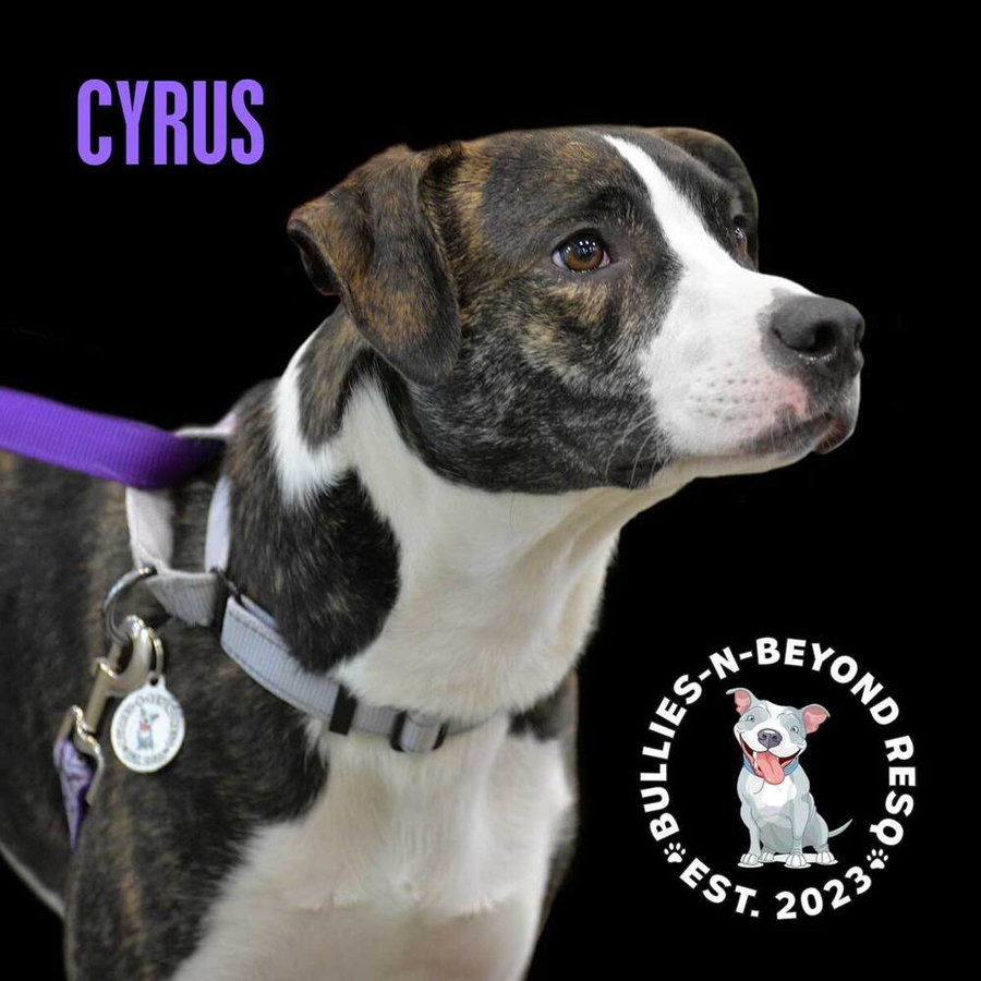 Cyrus