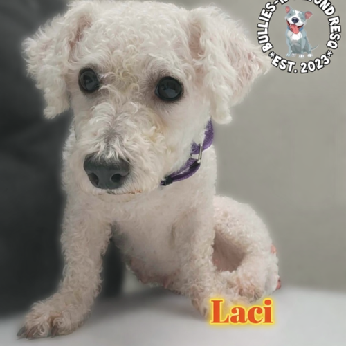 Laci, an adoptable Bichon Frise in Omaha, NE