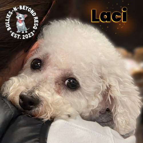 Laci, an adoptable Bichon Frise in Omaha, NE