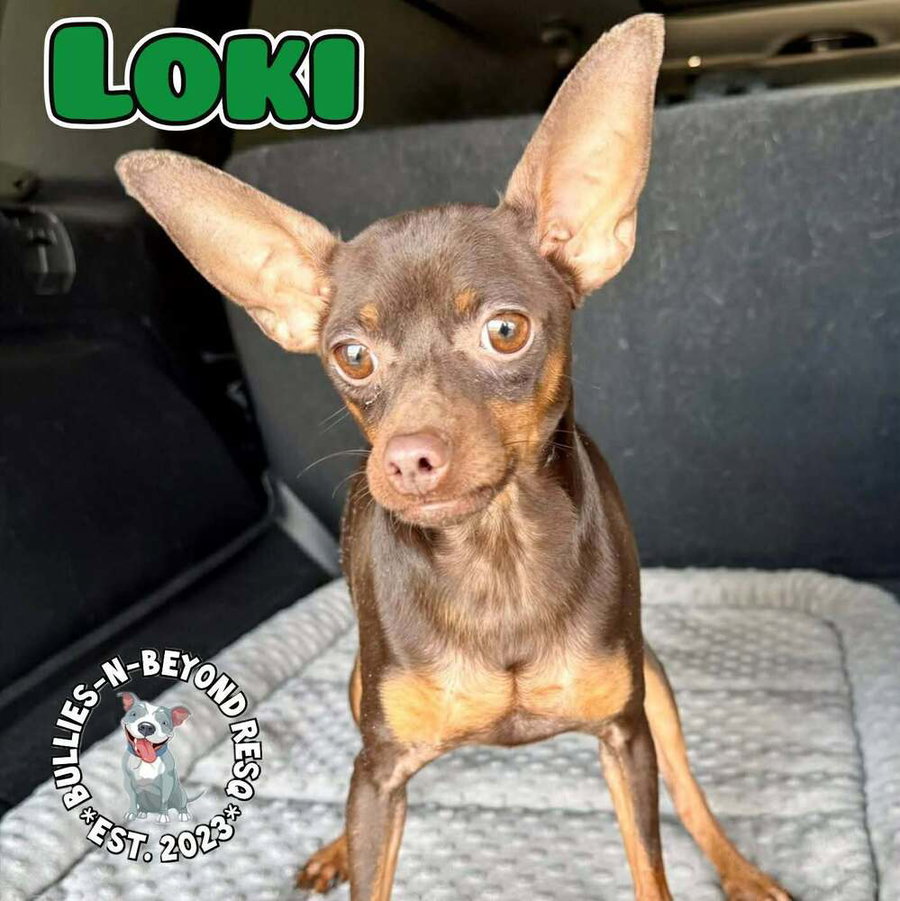 Loki