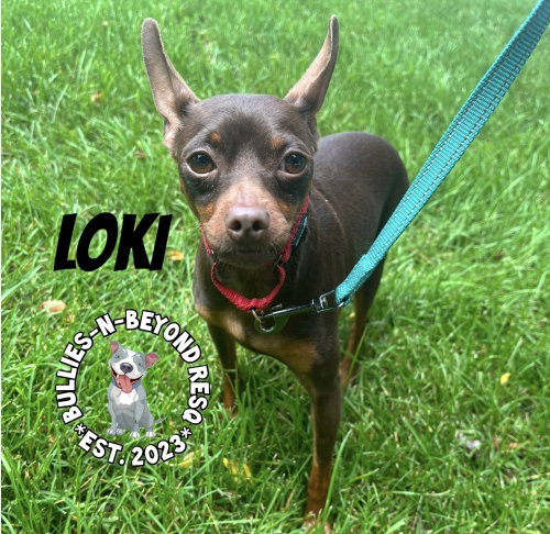 Loki