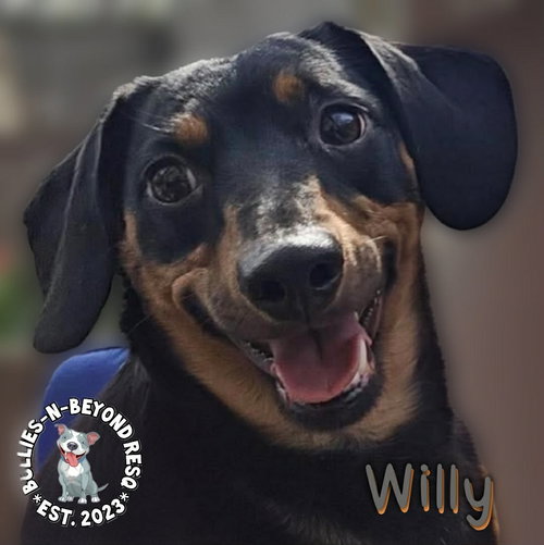 picture of the dog needing adoption