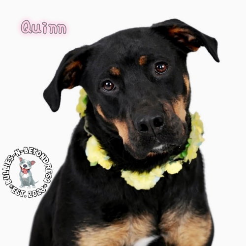 Quinn, an adoptable Rottweiler in Omaha, NE