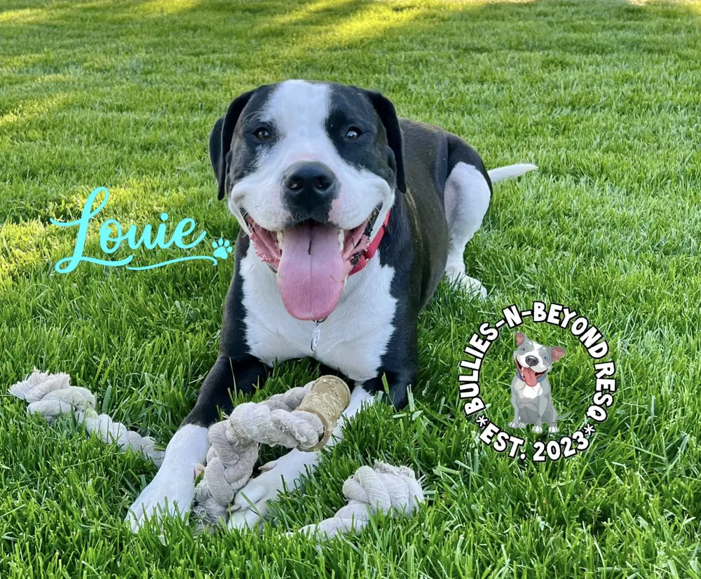 Louie - American Pit Bull Terrier