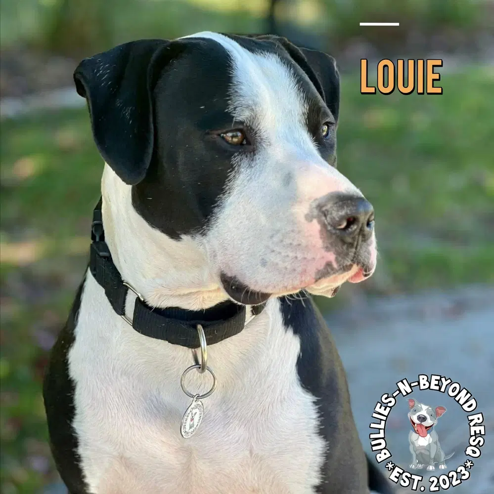 Louie image 2