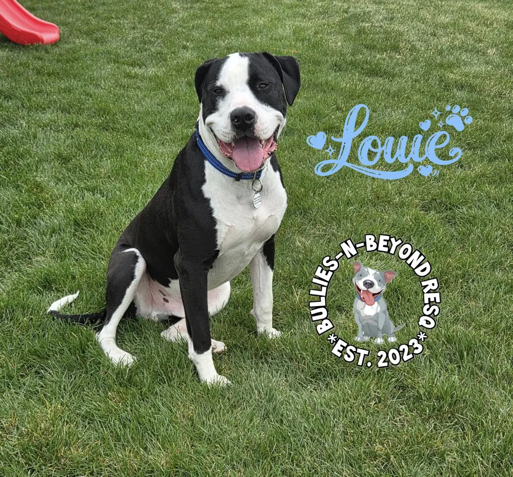Louie image 3