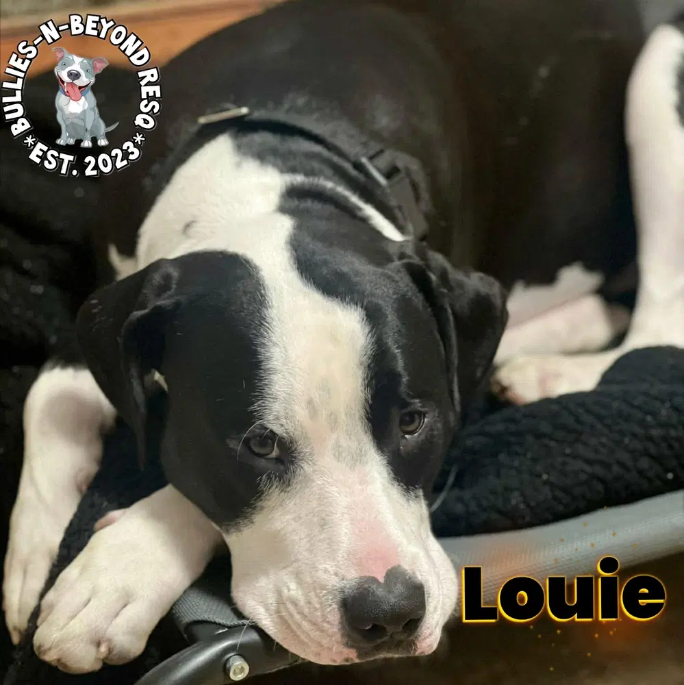Louie image 4