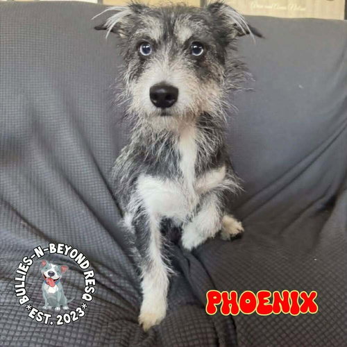 Phoenix, an adoptable Terrier in Omaha, NE
