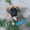 The M Litter: Monty - Photo 1