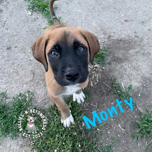 The M Litter: Monty, an adoptable Terrier in Omaha, NE