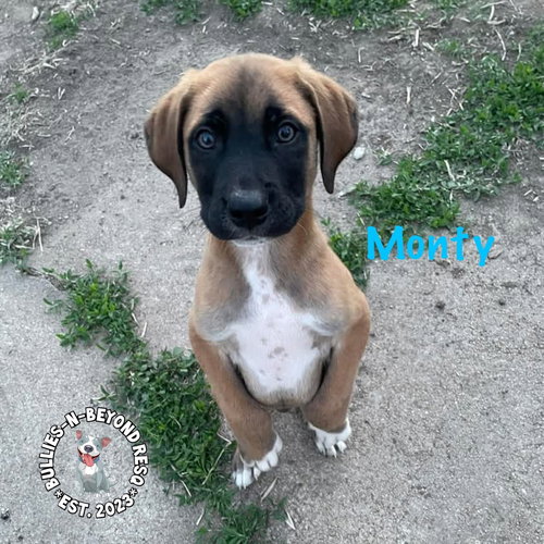THE M LITTER: MONTY - Terrier available for adoption