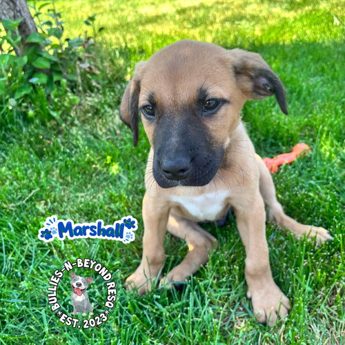 The M Litter: Marshall, an adoptable Terrier in Omaha, NE