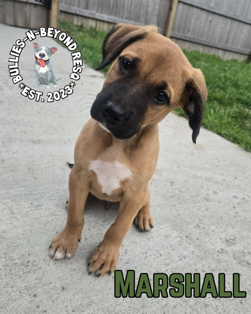 THE M LITTER: MARSHALL - Terrier available for adoption