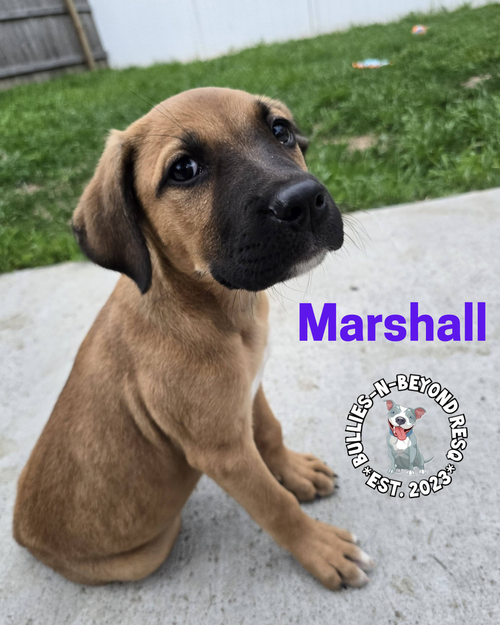 THE M LITTER: MARSHALL - Terrier available for adoption