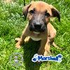 The M Litter: Marshall - Photo 4
