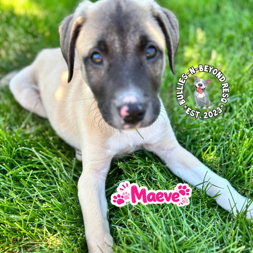 The M Litter; Maeve, an adoptable Terrier in Omaha, NE