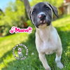 The M Litter; Maeve - Photo 2