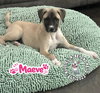The M Litter; Maeve - Photo 3