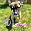 The M Litter; Maeve - Photo 4