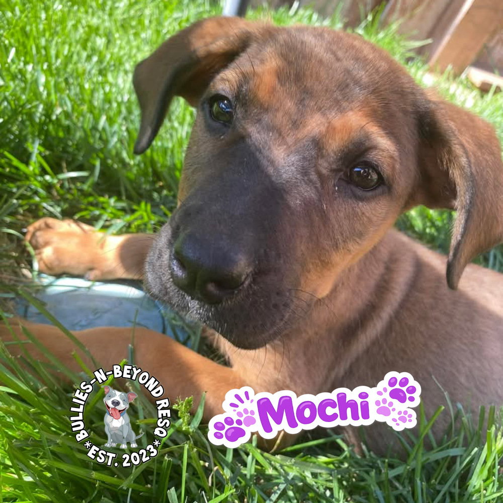 The M Litter; Mochi Image