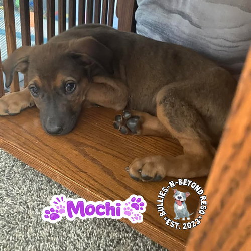 THE M LITTER; MOCHI - Terrier available for adoption