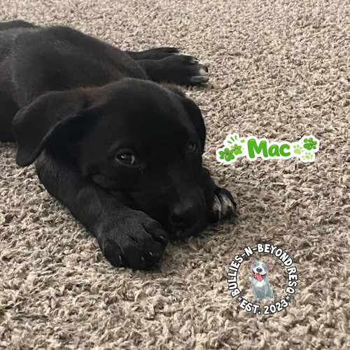 The M Litter; Mac, an adoptable Terrier in Omaha, NE